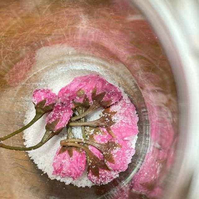 桜の花の塩漬けを作りました♪