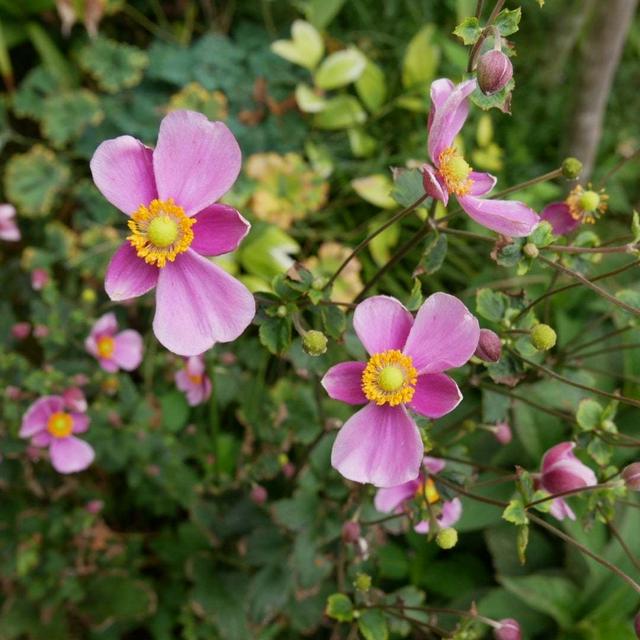 シュウメイギクの花2022