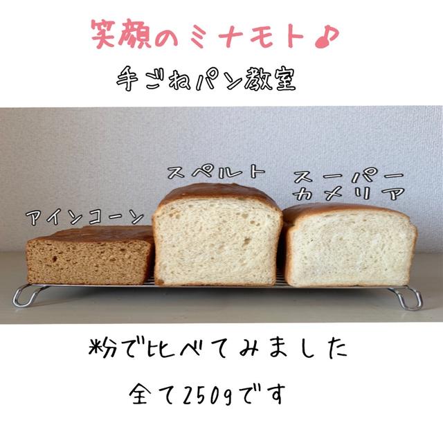 ロマンを感じる「古代小麦」品種の違う小麦粉でパンを作り比べてみました。
