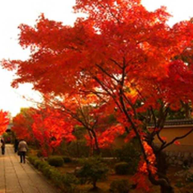 京都 紅葉 09?C