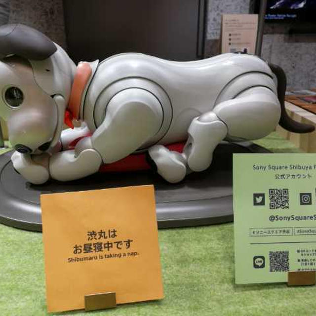 渋丸はお昼寝中でした！