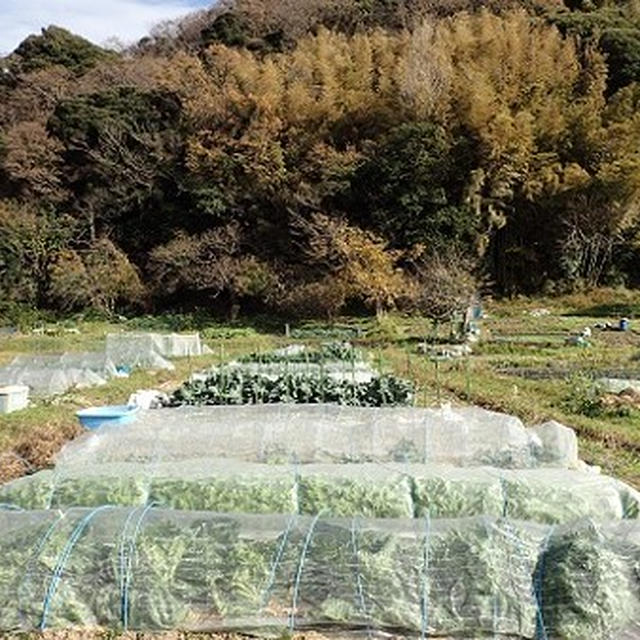 葉山農園（12月上旬）☆巡回指導と収穫野菜