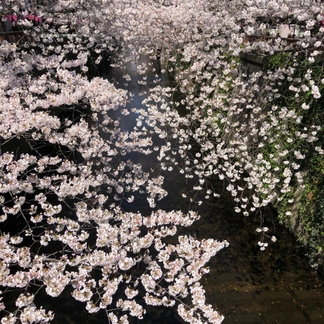 目黒川のお花見
