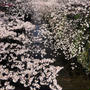 目黒川のお花見