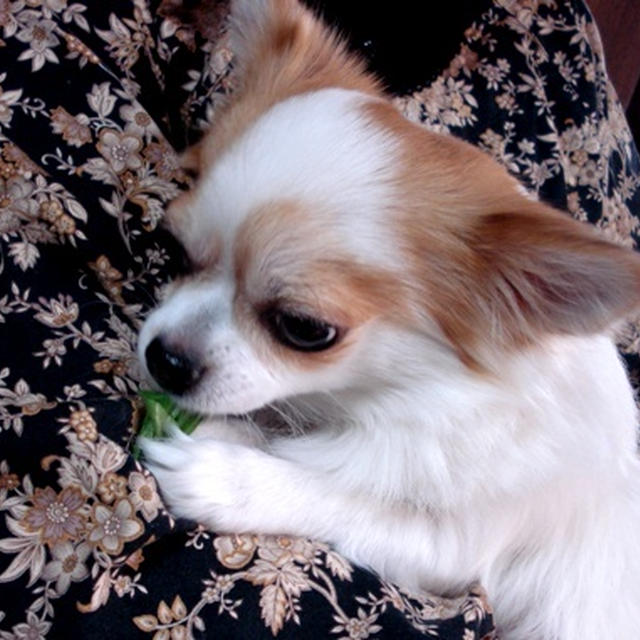 ルッコラ食べてる犬★私はすき焼きを。