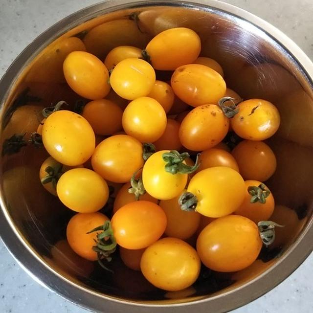 イエローアイコの黄色いトマトソース By Syuntaroさん レシピブログ 料理ブログのレシピ満載