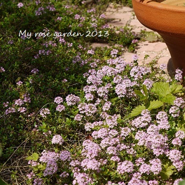 オールドローズたち　〜My Rose Garden 2013〜