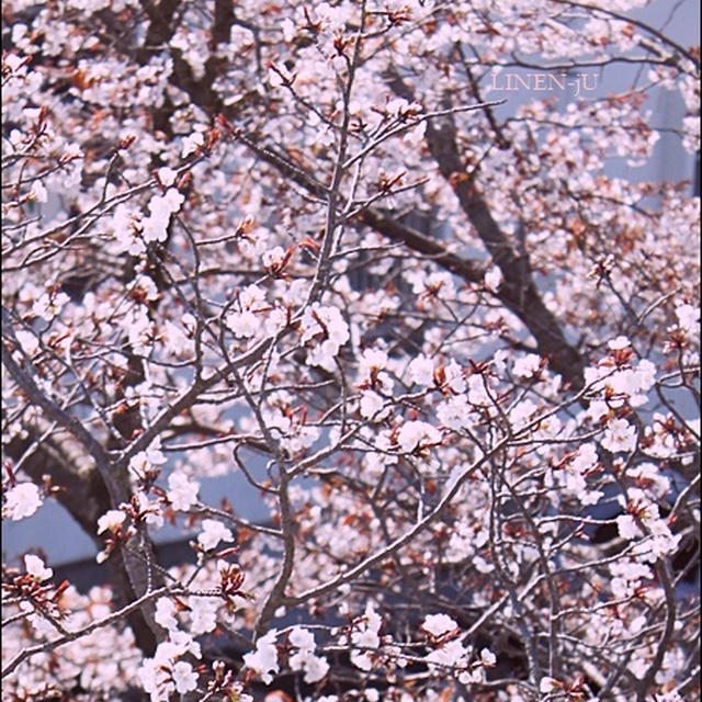 おうちでお花見