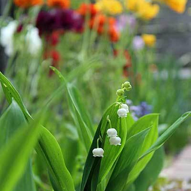 5月の花