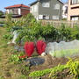 はじめての家庭菜園（11月初旬）☆講座と作業・菜園風景