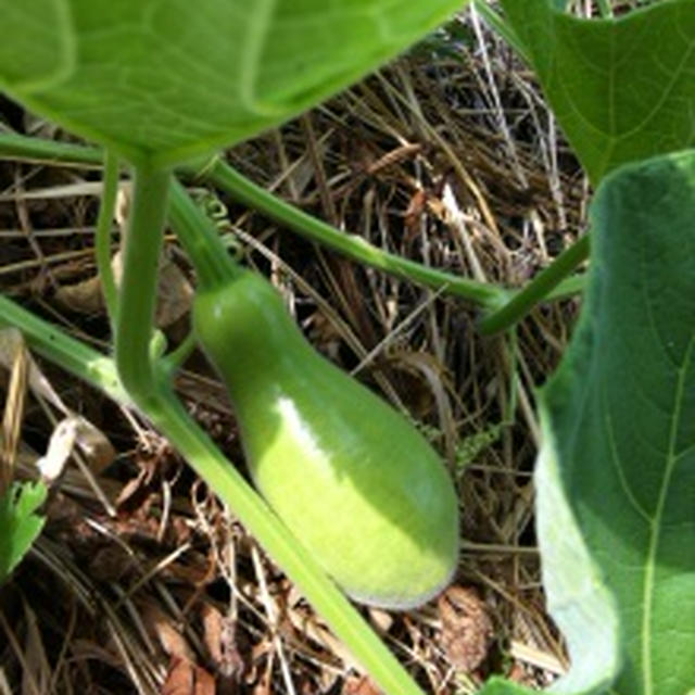 手をかけず育つ親孝行な野菜。その2