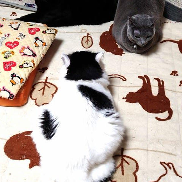 とうとうファンヒーターも点けました…