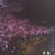 夜桜　in　六本木
