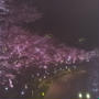 夜桜　in　六本木
