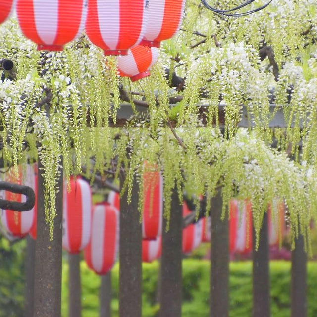 燕市　安了寺の白藤　2022年5月1日