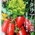 農文協の「はじめてのイタリア野菜｣