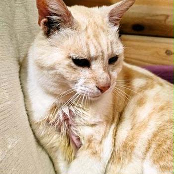 猫の体に異変が(´◦ω◦｀):