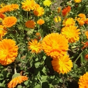 11月のハーバルライフ講座　　聖母マリアの黄金の花・カレンデュラ