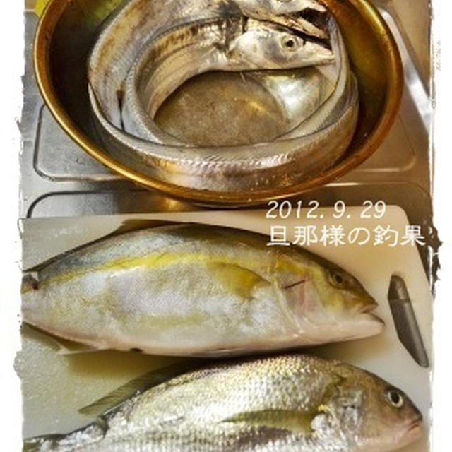 旦那様の釣果【12.09.29】とダンナメシ♪