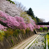 昭和記念公園