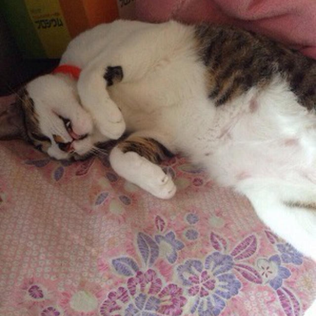 幽霊きなこ