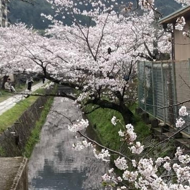 2024京都の桜