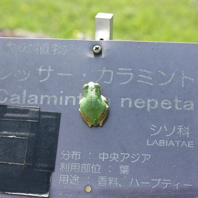 【お散歩】筑波実験植物園