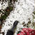 雪