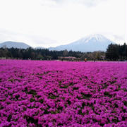 静岡県　日帰りバスツアー⑤　富士芝桜まつり　お土産