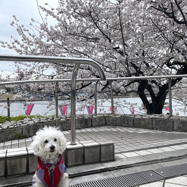 花曇り♡桜満開♡隅田公園