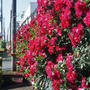 ◆続・３ウォーキング【日本フルハーフの薔薇】ええっ！未だ続きが有ったの？💦です＾＾！
