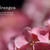 Hydrangea Pink