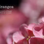 Hydrangea Pink