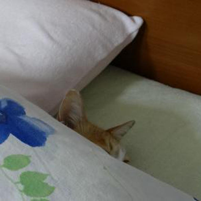 最近のベシ子の朝