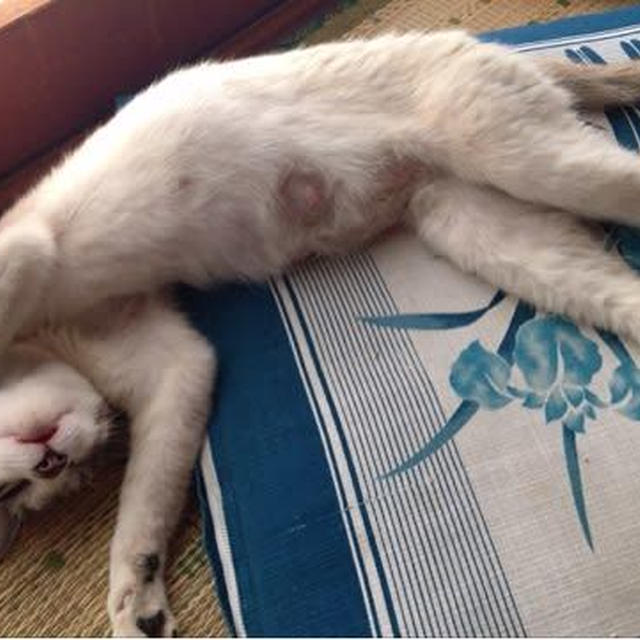 猛暑タイムはみんなでゴロ寝