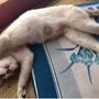 猛暑タイムはみんなでゴロ寝