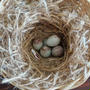 小鳥の卵の確認。