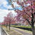 河津桜、ギリギリセーフでした (^^♪