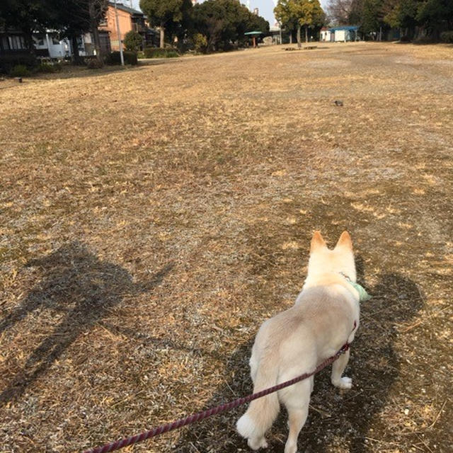 公園に散歩とステーキの晩ごはん