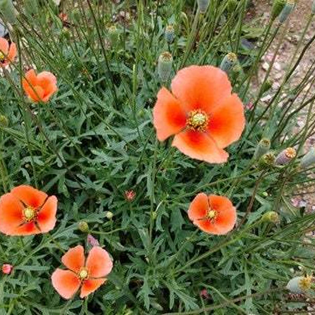 【5月道端の危険な雑草】お子様注意！「オレンジ色の花」ナガミヒナゲシの滴る汁と種の中身がヤバい！