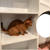 いないいないばぁを喜ぶ飼い主とシレッとする猫
