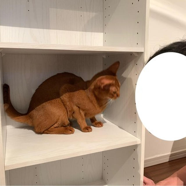 いないいないばぁを喜ぶ飼い主とシレッとする猫