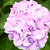 紫陽花おにぎり。　