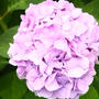 紫陽花おにぎり。　