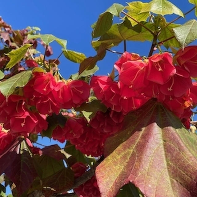 サンディエゴに咲く春の花
