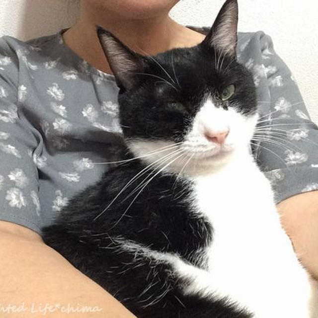 独占欲強し～わが家のお猫様