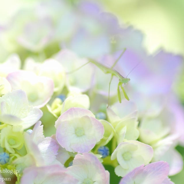 紫陽花よりこんにちは♪（わたしのお気に入り）