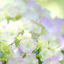 紫陽花よりこんにちは♪（わたしのお気に入り）