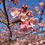 河津桜を見に行きました＼(^o^)／