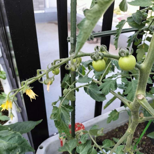 5月27日のバルコニー菜園、トマト、きゅうり、ゴーヤ　順調に育ってます！